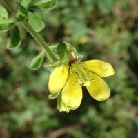 Cleome viscosa L.